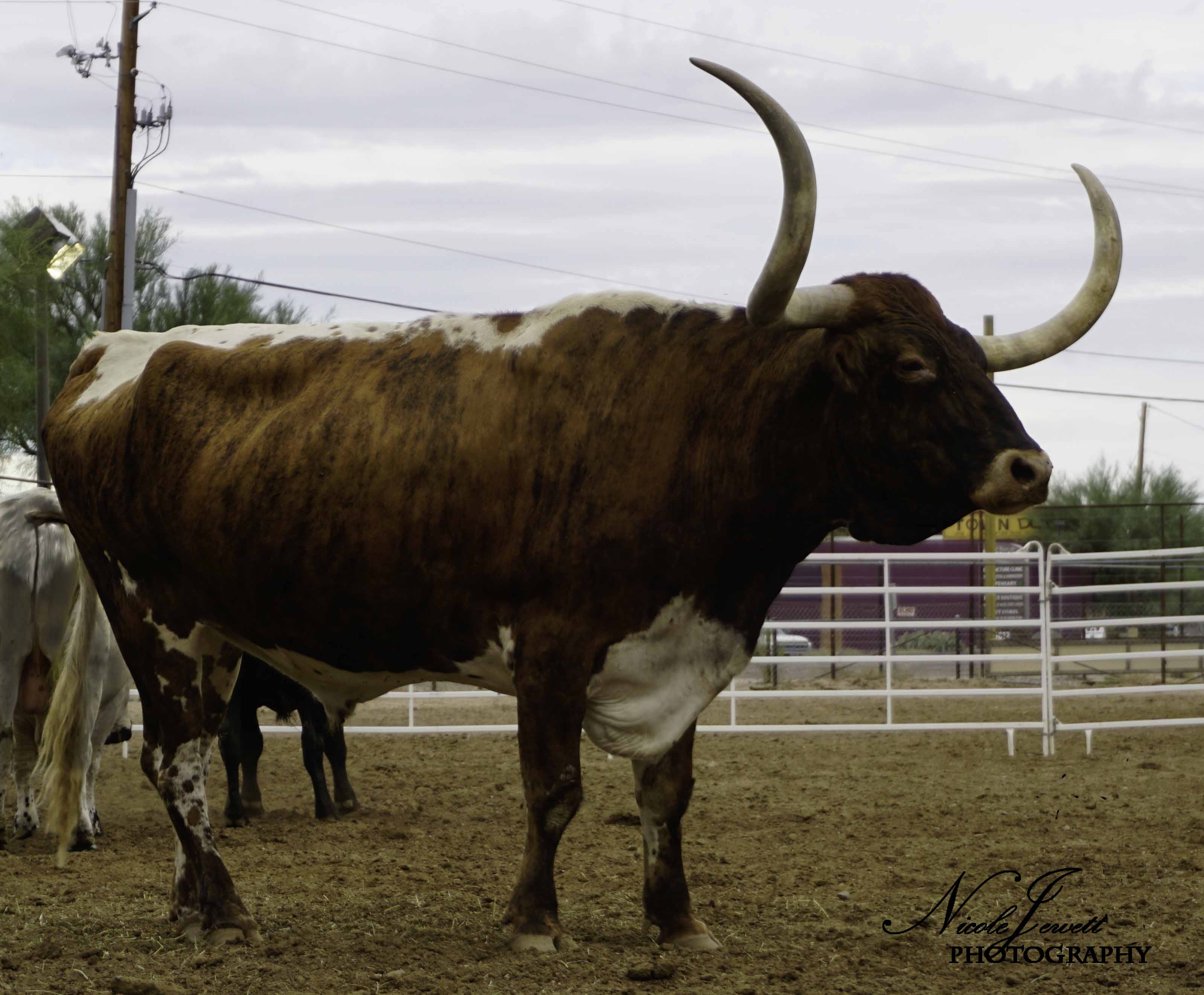 Long Horn Cattle
